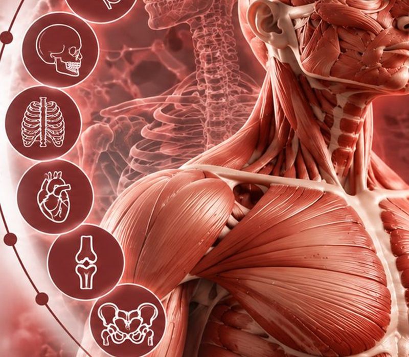 Plexus Cervicalis