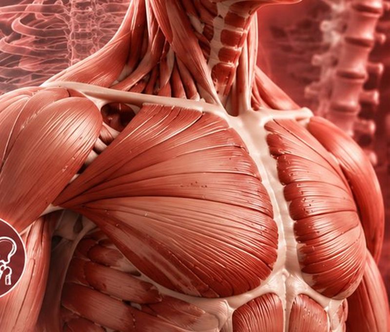 Pharynx