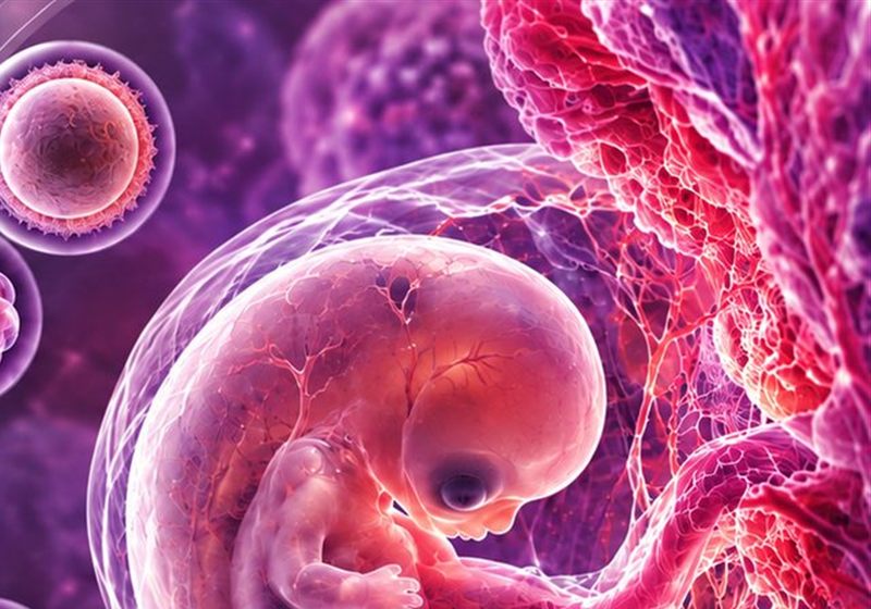 Kadın Üreme Sistemi - III: Uterus